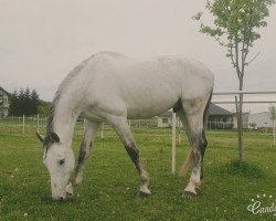 horse Casquido (Holsteiner, 2007, from Cassini II)