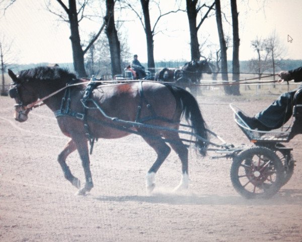 broodmare Leona (German Riding Pony, 2009, from Zamarec ox)
