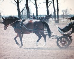 Zuchtstute Leona (Deutsches Reitpony, 2009, von Zamarec ox)