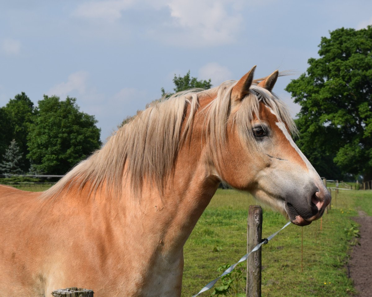 Pferd Sandro (Haflinger, 2005, von Sting)