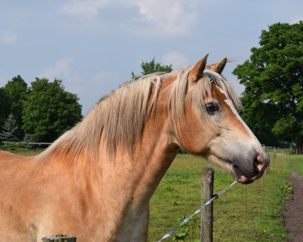 horse Sandro (Haflinger, 2005, from Sting)