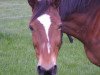 broodmare Krizia (Trakehner, 1986, from Tenor)