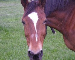 Zuchtstute Krizia (Trakehner, 1986, von Tenor)