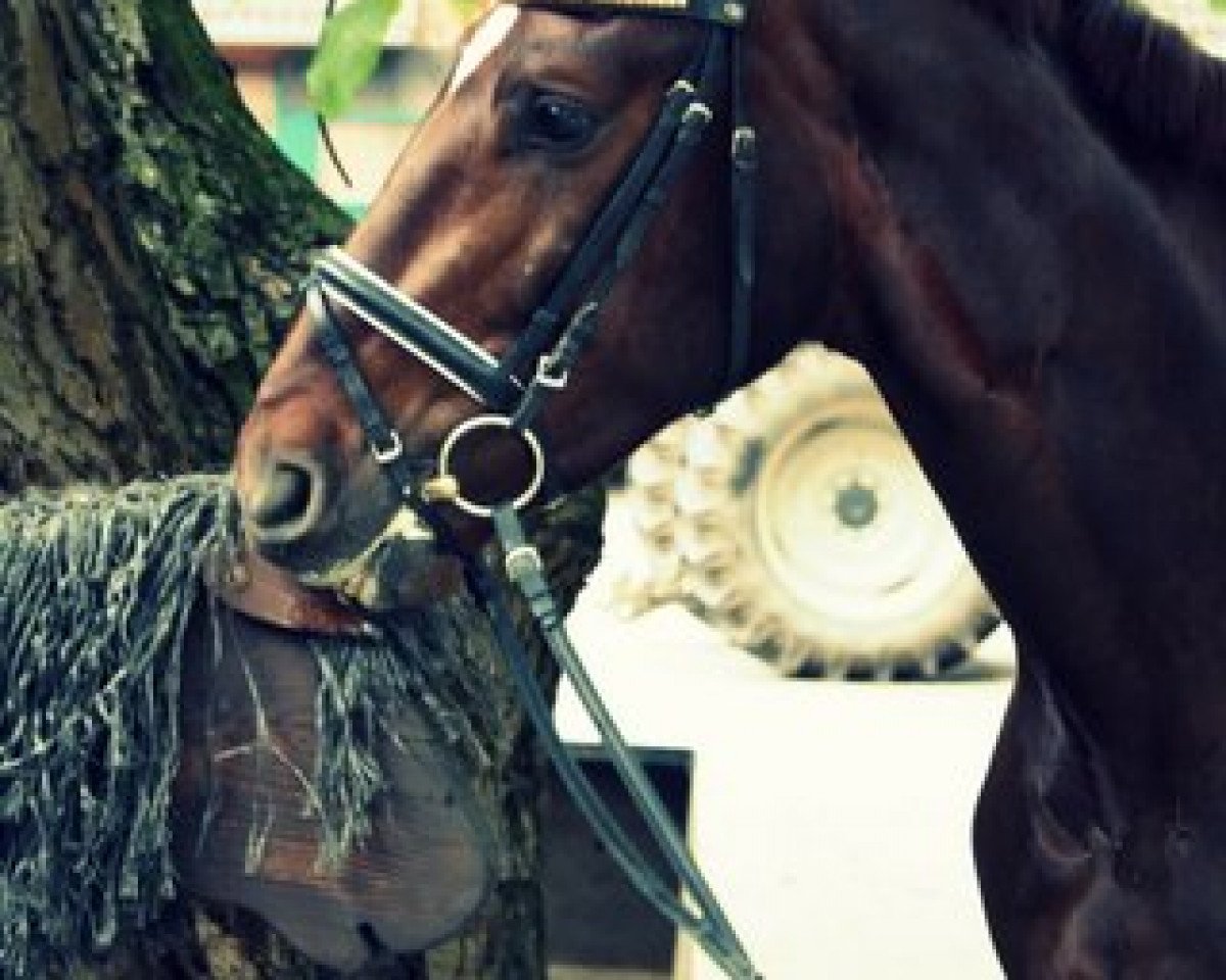 dressage horse Don Schoko (Hanoverian, 2011, from Don Schufro)