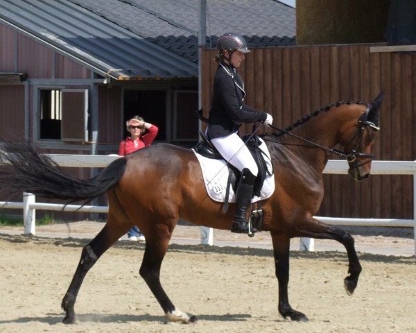 dressage horse Tuschinskis Elita (KWPN (Royal Dutch Sporthorse), 2009, from Tuschinski)