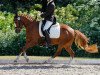 dressage horse Red Lady B (German Riding Pony, 2010, from Red Diamond B)