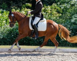 dressage horse Red Lady B (German Riding Pony, 2010, from Red Diamond B)