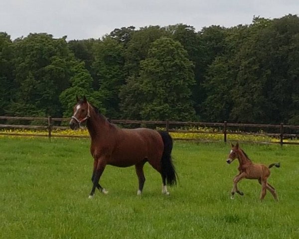 Springpferd Kanani (Luxemburgisches Reitpferd, 2016, von Kiwi du Gibet)