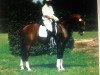 stallion Carlson (German Riding Pony, 1996, from Chantre B)