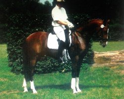 Deckhengst Carlson (Deutsches Reitpony, 1996, von Chantre B)