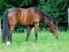 dressage horse Cupido G (German Riding Pony, 2011, from Carlson)