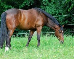 Dressurpferd Cupido G (Deutsches Reitpony, 2011, von Carlson)