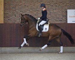 dressage horse Rockstar 1 (Oldenburg, 2013, from Rock Forever NRW)