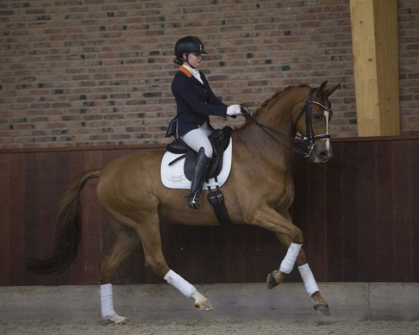 jumper Tc Astron Hm (KWPN (Royal Dutch Sporthorse), 2005, from UB 40)
