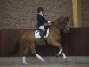 jumper Tc Astron Hm (KWPN (Royal Dutch Sporthorse), 2005, from UB 40)