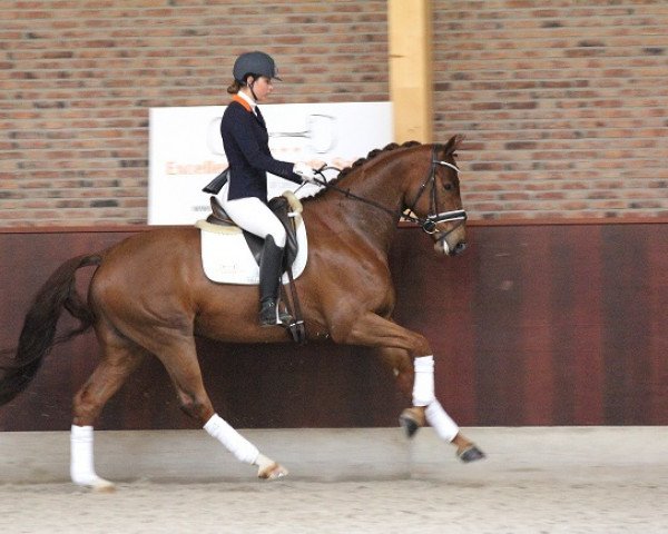 dressage horse Fudge (KWPN (Royal Dutch Sporthorse), 2010, from United)