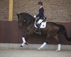 jumper Happymood (KWPN (Royal Dutch Sporthorse), 2012, from Winningmood van de Arenberg)