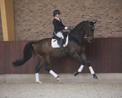 jumper Corleone Vh (KWPN (Royal Dutch Sporthorse), 2007, from Winningmood van de Arenberg)