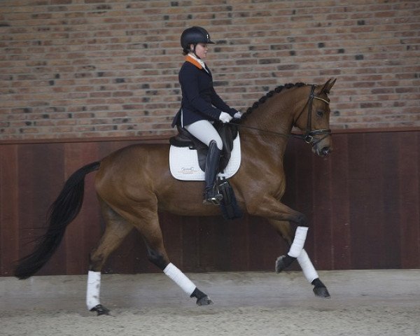 Dressurpferd Hannelinde GLN (Koninklijk Warmbloed Paardenstamboek Nederland (KWPN), 2012, von Glock's Dream Boy)