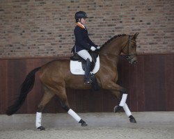 dressage horse Hannelinde GLN (KWPN (Royal Dutch Sporthorse), 2012, from Glock's Dream Boy)