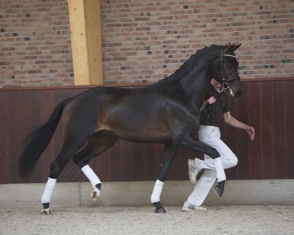 Dressurpferd Indigo Tc (Koninklijk Warmbloed Paardenstamboek Nederland (KWPN), 2013, von Glock's Dream Boy)