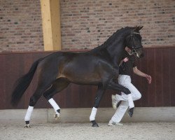 dressage horse Indigo Tc (KWPN (Royal Dutch Sporthorse), 2013, from Glock's Dream Boy)