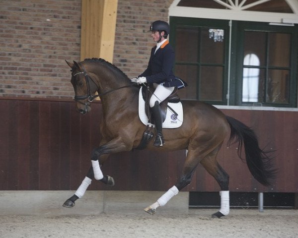 dressage horse I Am Legend (KWPN (Royal Dutch Sporthorse), 2013, from Glock's Dream Boy)