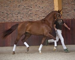 dressage horse Ivan S (KWPN (Royal Dutch Sporthorse), 2013, from Don Tango B)