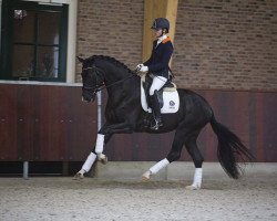 dressage horse I'm Special (KWPN (Royal Dutch Sporthorse), 2013, from Charmeur)