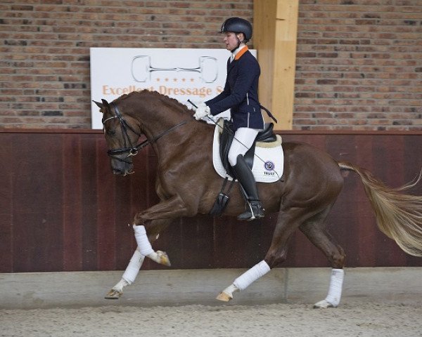 dressage horse Inspiration M (KWPN (Royal Dutch Sporthorse), 2013, from Charmeur)