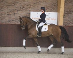 dressage horse Herida (KWPN (Royal Dutch Sporthorse), 2012, from Bretton Woods)