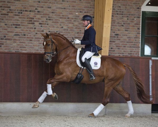 dressage horse His Royal Badness (KWPN (Royal Dutch Sporthorse), 2012, from Charmeur)