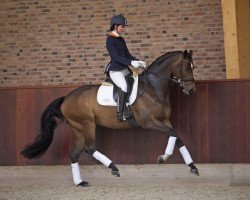 dressage horse Doris Day (Holsteiner, 2011, from Catoo)