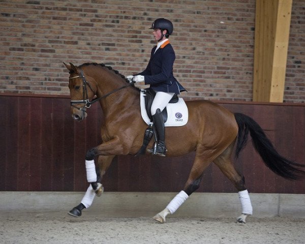 dressage horse Honey (KWPN (Royal Dutch Sporthorse), 2012, from Bretton Woods)