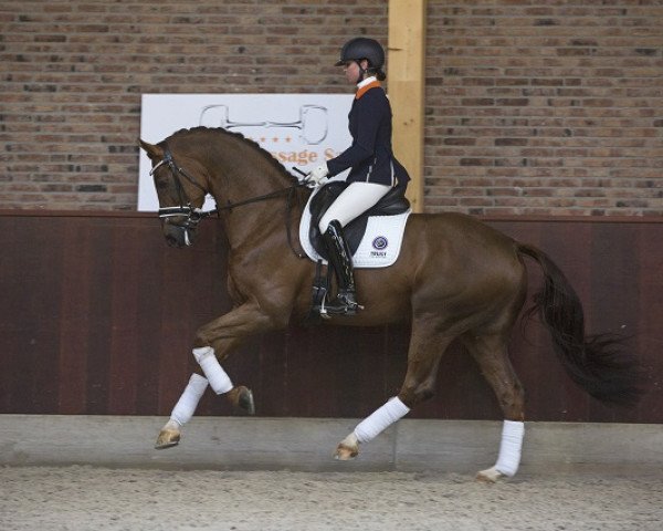 dressage horse Grenoble (KWPN (Royal Dutch Sporthorse), 2011, from Bordeaux 28)