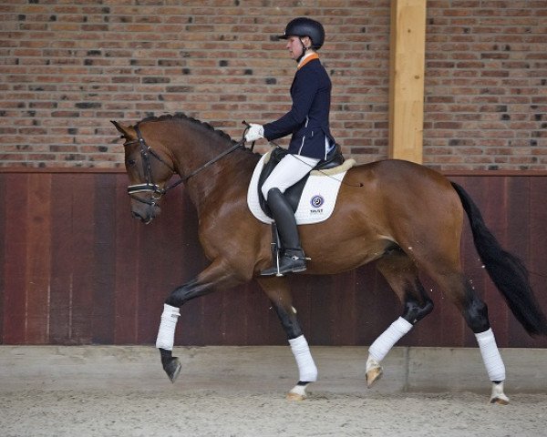 dressage horse Intenz (KWPN (Royal Dutch Sporthorse), 2013, from Bordeaux 28)