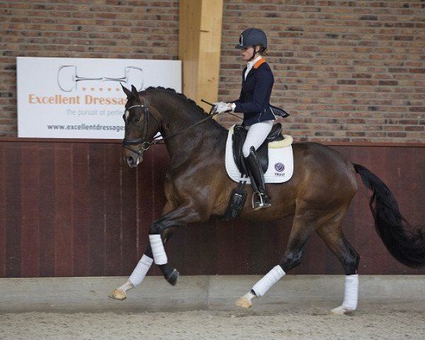 dressage horse Handsome B (KWPN (Royal Dutch Sporthorse), 2012, from Bon Bravour)