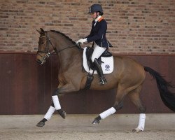 dressage horse Herbert (KWPN (Royal Dutch Sporthorse), 2012, from Ampère)