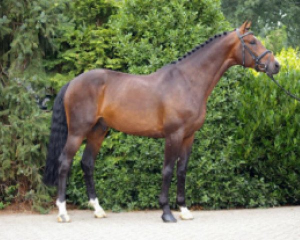 stallion Ticalluc Verte (Dutch Warmblood, 2000, from Lux Z)