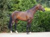 stallion Ticalluc Verte (KWPN (Royal Dutch Sporthorse), 2000, from Lux Z)