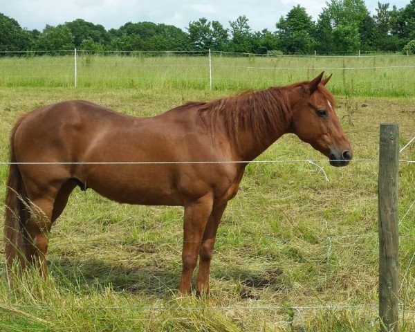 horse Wonder of Dry Sierr (Quarter Horse, 1994, from Dry Doc)