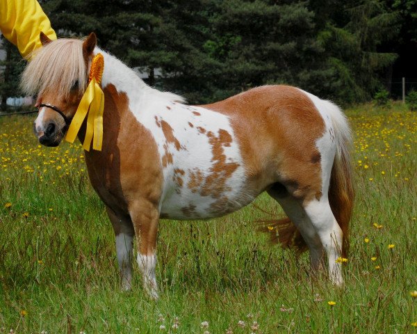 broodmare Wincenta B (Shetland pony (under 87 cm), 2013, from Diego)