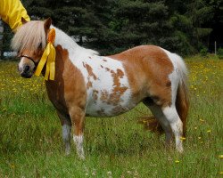 Pferd Wincenta B (Shetland Pony (unter 87 cm), 2013, von Diego)