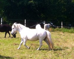 Zuchtstute Lydia (Shetland Pony, 1998, von Cavalier von Bunswaard)