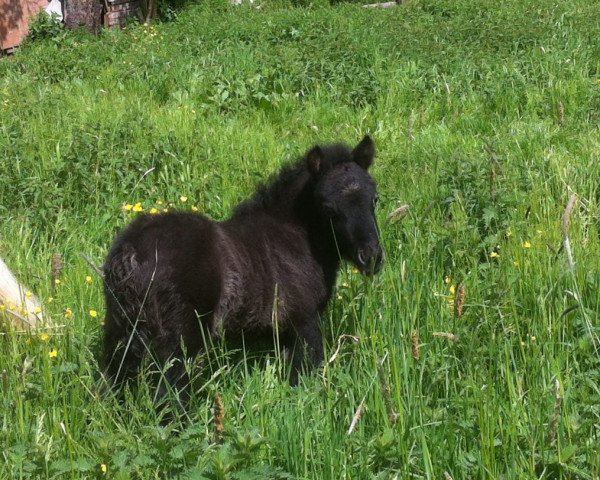 horse Hugo (Shetland Pony, 2016, from Harvey)