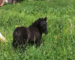 Pferd Hugo (Shetland Pony, 2016, von Harvey)