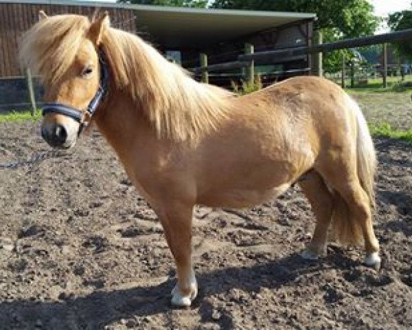 stallion Hummer v.d. Rutshet (Nederlands Mini Paarden, 2014, from Longfield Prancer)