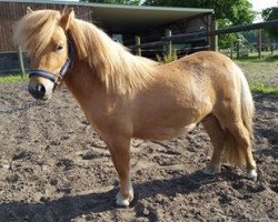 Deckhengst Hummer v.d. Rutshet (Nederlands Mini Paarden, 2014, von Longfield Prancer)