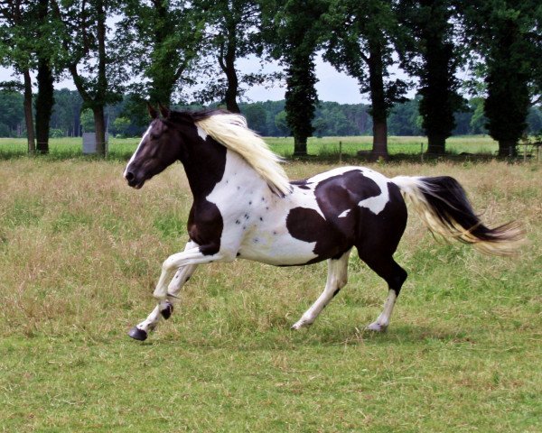 Pferd Shanima (Barockpinto, 2012, von Jackaro de Finca Barroco)