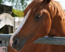 stallion Hole in one (German Riding Pony, 2012, from Helios B)